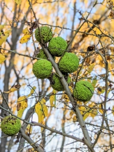 I have Osage orange trees along three sides of my North Maple Paddock surrounding the run-in field and shed, not far from my tennis court. These trees are bold green in summer and change to bright golden yellow in fall. The Osage orange, Maclura pomifera, is actually not an orange at all, and is more commonly known as a hedge-apple, horse-apple, or mock-orange. Each one is about four to five inches in diameter and filled with a dense cluster of hundreds of smaller fruits – some say it even resembles the many lobes of a brain. For the most part, the Osage orange is considered inedible because of its texture and taste, but they’re very interesting and fun to grow.