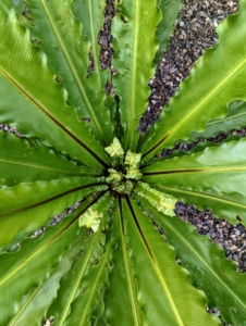 The bird’s nest fern is known for its fronds that grow out of a rosette in the middle of the plant which closely resembles a bird’s nest. It is also occasionally called a crow’s nest fern.