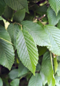 The European hornbeam, Carpinus betulus is native to Western Asia and central, eastern, and southern Europe, including southern England. Because of its dense foliage and tolerance to being cut back, this hornbeam is popularly used for hedges and topiaries. Hornbeams are often confused with the common beech because of their similar leaves; however, the hornbeam leaves are actually smaller and more deeply furrowed than beech leaves. The leaves are deciduous and alternate, with serrated margins. These are the leaves in summer...