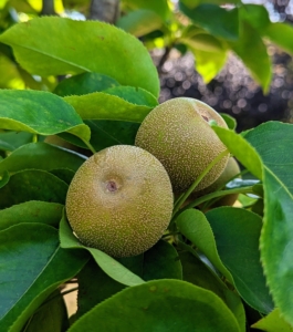 I've also planted several types of Asian pear, Pyrus pyrifolia, which is native to East Asia. My trees include Hosui, Niitaka, Shinko, and Shinseiko. Asian pears have a high water content and a crisp, grainy texture, which is very different from the European varieties. They are most commonly served raw and peeled.