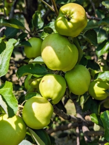 Some of the newer apple trees in my orchard include ‘Baldwin’, ‘Black Oxford’, ‘Cortland’, ‘Cox’s Orange Pippin’, ‘Esopus Spitzenburg’, ‘Fuji’, ‘Golden Russet’, ‘Grimes Golden’, ‘Honeycrisp’, ‘Liberty’, ‘Redfield’, ‘Roxbury Russet’, and ‘Windham Russet’.