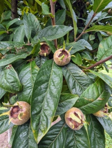 In another area are the fruits of the medlar, Mespilus germanica – a small deciduous tree and member of the rose family. These fruits are not ready yet – we’ll pick them in late October or early November. This fruit is about one to two inches in diameter, and ranges in color from rosy rust to dusty brown. Medlars are native to Southwestern Asia and Southeastern Europe. The fruits have to be eaten when almost rotten in a process called “bletting”. And, because of this, they either have to be eaten right off the tree or picked early and put aside for a few weeks to blet. The medlar is very pulpy and very sweet. Its taste is similar to an overripe date with a flavor similar to toffee apples or apple butter.