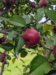 I have many apple trees here - the large, old ones that were on the property when I bought it, the dwarf espaliered apple trees that I planted soon after I moved in, and the many apple trees in my orchard. My granddaughter, Jude, comes every year to pick crates and crates of apples and then make jars and jars of cider - it's so delicious.