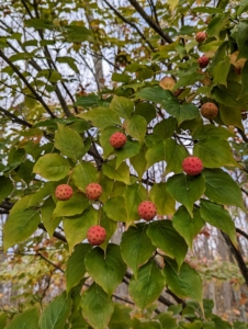 Along the carriage road near my back hayfield, I have several Cornus kousa trees – small deciduous trees in the flowering plant family Cornaceae. Common names include kousa, kousa dogwood, Chinese dogwood, Korean dogwood, and Japanese dogwood. The kousa has edible berries with soft pulp that is sweet with a similar flavor to a ripe persimmon.