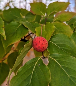 Kousa trees also grow in Nepal, where several of my outdoor grounds crew are from – they always love snacking on the fruits of these dogwood trees.