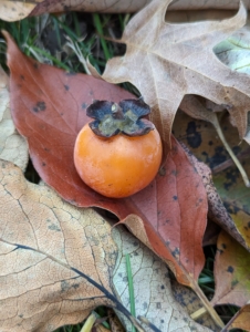 The bright fruits of persimmons ripen in late fall, usually, after most of the leaves have fallen from the tree. I have a grove of these persimmon trees outside my flower cutting garden. The American persimmon, when picked at just the right time, can have a flavor that is rich, deep, and sweet.