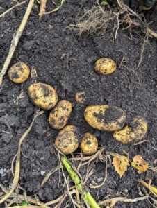 The skins of mature potatoes are thick and firmly attached to the flesh. If the skins appear thin and rub off easily, the potatoes are still too ‘new’ and should be left in the ground. All of these are just right.