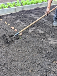 My gardeners planted this bed of potatoes in late July after they harvested a first crop.