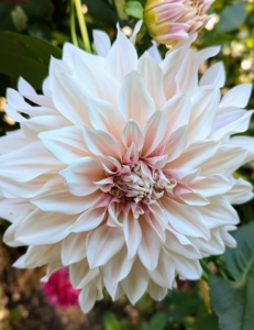 Dahlias prefer well-draining soil amended with lots of organic material. All my gardens do so well because I place a lot of attention on the nutrient-rich soil, regular feeding and water.