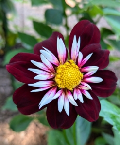 And some dahlias are simple and more flat than others. These types are loved by pollinators. The majority of dahlia species also do not produce scented flowers or cultivars.