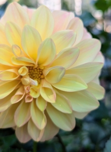 In fact, In the 19th century, a London newspaper offered a pound, or a little more than a dollar, to the first breeder to create a blue dahlia—the reward was never claimed, but there have been many attempts that are near-blue. This one is a creamy yellow with a light tinge of pink along the petal edges.