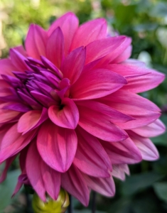 The dahlia was first recorded by Westerners back in 1615. Back then they were called by their original name which was acoctli. The first garden dahlias reached the United States in the early 1830s. Today, dahlias are grown all over the world.