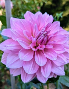 The genus Dahlia is native to the high plains of Mexico. Some species can be found in Guatemala, Honduras, Nicaragua, El Salvador, and Costa Rica as well as parts of South America where it was introduced.