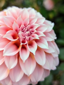 To prevent wilting, cut only in the early morning or late afternoon. And only cut them after they open to mature size – dahlias will not open after cutting.