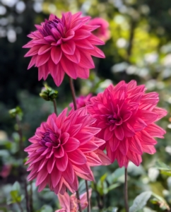 Flowers come one head per stem. The blooms can be as small as two-inches in diameter or up to one foot across. Most varieties grow four to five feet tall.