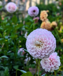 Ball forms have recurved petals that open evenly to form a globe.