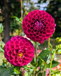 Right now, there are about 40 different species of Dahlias and many different sizes, colors, and forms. Some of the forms include anemone, ball, cactus, and collarette.