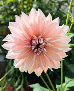 The dahlia is named after the Swedish 18th century botanist Anders Dahl, who originally declared the flower a vegetable, as the tubers are edible, but eating dahlias as a delicacy never grew popular.