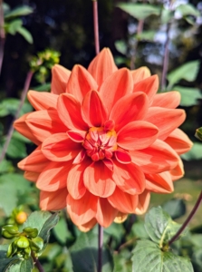 Dahlia colors include white, yellow, orange, bronze, flame, red, pink, lilac, lavender, mauve, purple, wines, and violets. Some dahlias even bloom in multiple colors at once, but there is no blue.