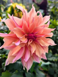 Dahlias are officially part of the Asteraceae family. This flower family includes asters, daisies. sunflowers, and chrysanthemums.