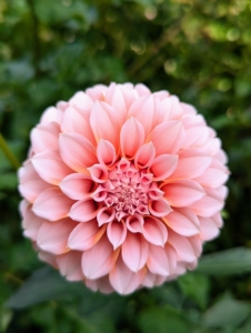 The dahlia is the national flower of Mexico, but it is also the official flower of both San Francisco and Seattle.