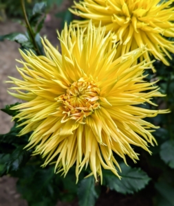 Dahlias are planted from tubers, which are underground bulbs that store energy for the plant's growth. Tubers are similar to potatoes, and each tuber produces a shoot that grows into a plant.