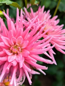 When planting dahlias, choose the location carefully – dahlias grow more blooms where they can have six to eight hours of direct sunlight.