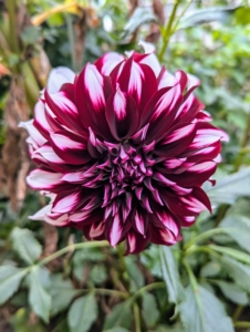 And, unlike plants that use scent to attract, dahlias rely on their amazing spectrum of color. The bright blooms of dahlias make them attractive to pollinating insects.