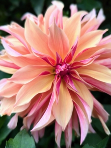 One the the benefits of growing healthy, beautiful flowers is the arrangements. Dahlias make wonderful cut flower arrangements. I decorate my home with many dahlias blooms during summer.