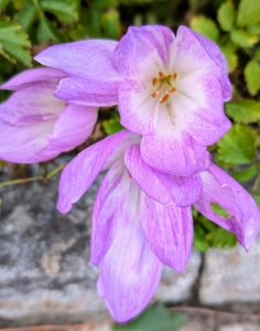 But like other bulbs, when they are done blooming, they need to be left until they dry out in order to supply nutrients to the bulb. And then come next fall, they will bloom beautifully once again.