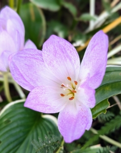 Colchicum is a member of the botanical family Colchicaceae and is native to West Asia, Europe, parts of the Mediterranean coast, down the East African coast to South Africa and the Western Cape.