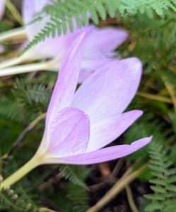 Colchicums require little effort to grow. And when the weather is mild, colchicum’s flowers begin to unfurl.