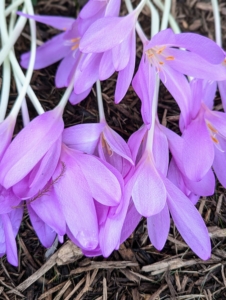 Most Colchicum plants produce their flowers without any foliage – this is why these flowers also go by the common name “naked ladies” or “naked boys”.