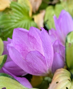 Because Colchicums are toxic, they provide a natural way to repel animals such as deer, mice, squirrels, and moles.