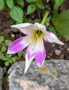 Here is an interesting variety called Colchicum 'Harlekijn' and shows amethyst violet with ivory white tops and an ivory white base, and green center.