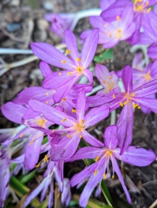 This variety is called Colchicum 'Byzantinum.' It is an early fall-blooming Colchicum which bears up to 20 small, funnel-shaped, soft lilac flowers that are four to six inches long.