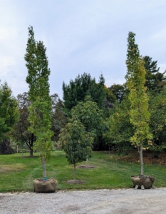 The slender habit of the American sweetgum 'Slender Silhouette,' Liquidambar styraciflua, makes it ideal for narrow spaces. I was so excited to acquire these specimens from Select Horticulture. I have several 'slender silhouette' sweetgums here at the farm already.