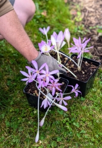 Recently, I was gifted some colchicum plants from my friend and plantsman, Dan Hinkley.