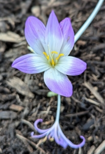 These colchicums will be nice additions to the garden. By next season, they should also multiply.