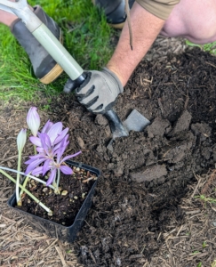 Colchicum should be planted about six to 10 inches apart. They will look plentiful once established.