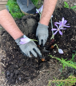 Colchicum is best grown in a sheltered spot that enjoys afternoon sun because this encourages a good succession of wide-open flowers.