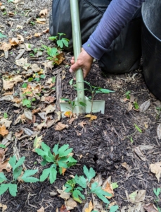 These "babies" are not difficult to dig up - it took only minutes to collect about 50 seedlings.