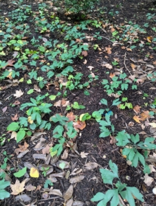 Many of them were pollinated by male trees to make these "babies." I saw a large area filled with ginkgo seedlings just growing under the trees. Before blowing the leaves and weed whacking any unwanted growth in the area, I made sure some of these seedlings were dug up.