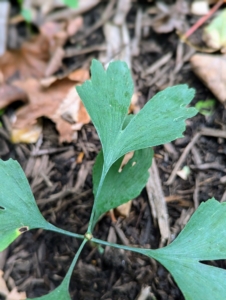 Each mature leaf often has a single vertical slit in the top center. This forms the fan with a cavity in the middle separating it into two lobes. Bi-loba means “with two lobes”.