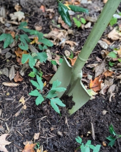 Adan from my outdoor grounds crew uses a shovel to gently dig around the base of the seedling, loosening the soil and exposing the root ball.