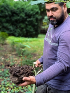 Adan digs up as much of the root ball as possible when he extracts he plant.