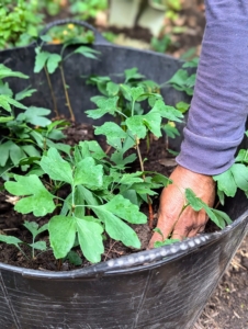 Here he carefully places each seedling into a trug bucket for transporting to the greenhouse.