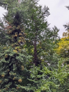 This ginkgo tree is outside my sunken garden. Like the giant tree, this one is a female, and drops many of its fruits on the ground every year.