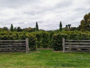 I decided the trees would look great at this entrance to the maze, which is just off the carriage road. When planting any tree or shrub, always consider the size of a mature specimen when selecting where to plant it.