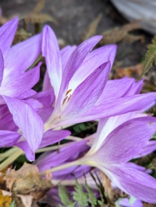 Avoid windy sites, as these plants tend to get floppy.